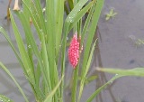 hand pick and crush the snail egg 